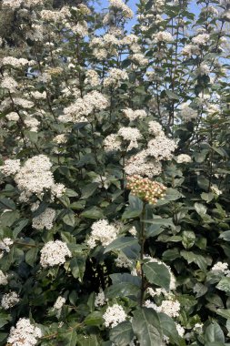 Viburnum pragense yeşil yaprakları ve beyaz çiçekleri olan güzel bir çalıdır..