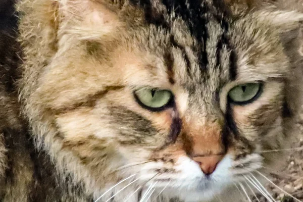 Tabby Katzen Sind Für Ihr Geflecktes Fell Schwarz Weiß Und — Stockfoto