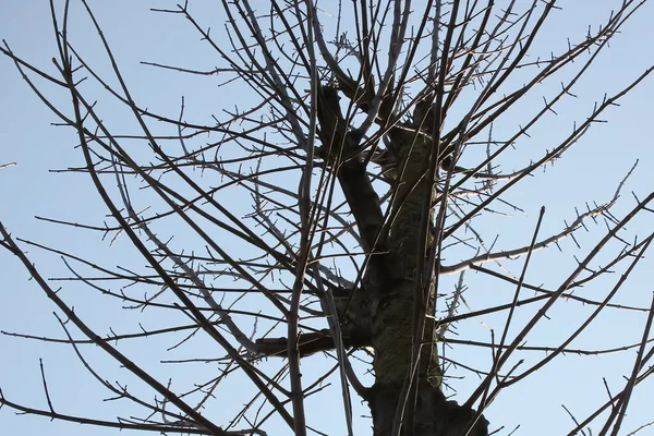Лиственные Деревья Зимний Сезон Природа — стоковое фото