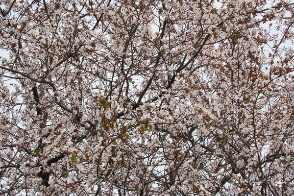 Primavera Está Chegando Galhos Das Árvores Estão Cheios Flores Florescentes — Fotografia de Stock