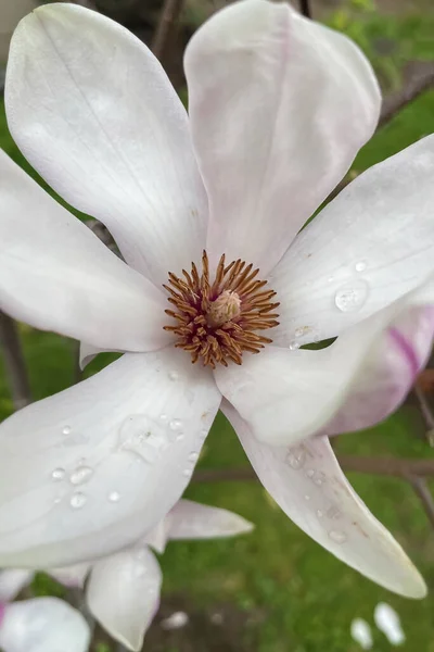 Magnolia Kobus Egy Amely Természetesen Japánban Koreában Ismert Fehér Virágok — Stock Fotó