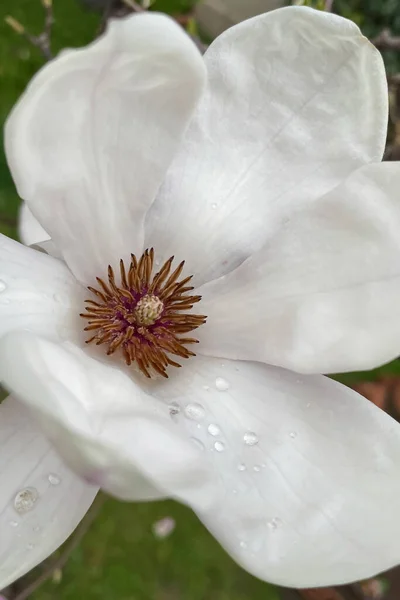 Magnolia Kobus Árbol Que Crece Naturalmente Japón Corea Conocido Por — Foto de Stock