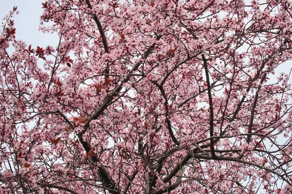 Der Frühling Naht Und Die Äste Der Bäume Sind Voller — Stockfoto