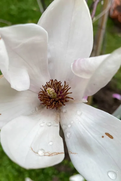 Magnolia Kobus Είναι Ένα Δέντρο Που Φύεται Φυσικά Στην Ιαπωνία — Φωτογραφία Αρχείου