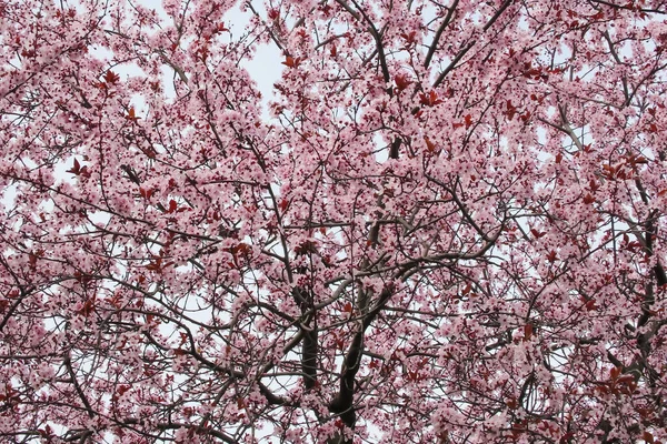Nadchodzi Wiosna Gałęzie Drzew Wypełnione Kwitnącymi Kwiatami — Zdjęcie stockowe