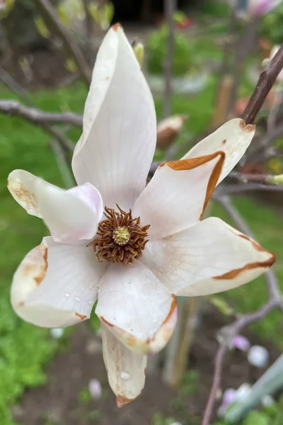 マグノリアコブスは 春に白花を咲かせ 1年を通して緑を残すことで知られる日本や韓国で自生する木です 1本の木として庭で栽培でき 日陰を提供します — ストック写真