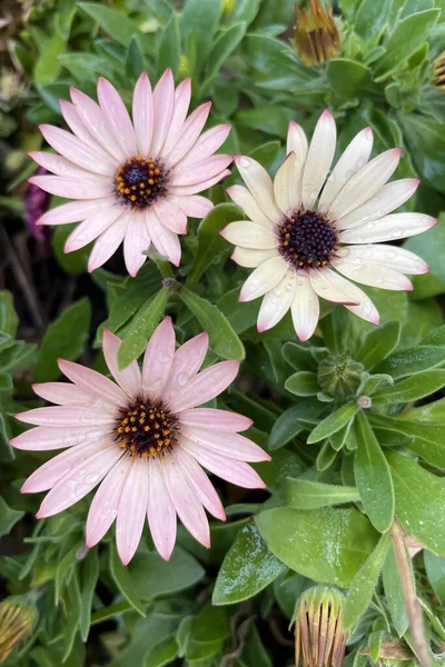 Dimorphotheca Ecklonis Květina Původem Jižní Afriky Díky Svým Jasným Barvám — Stock fotografie