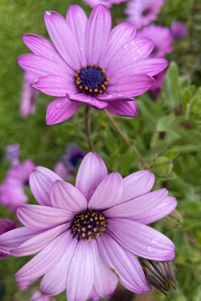 Dimorphotheca Ecklonis Ist Eine Blume Aus Südafrika Mit Seinen Leuchtenden — Stockfoto