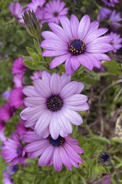 ディモルフォテカ エクロニスは南アフリカ原産の花です 日当たりの良い環境で咲く明るい色と花で 春と夏に庭を飾る 手軽なケアと耐久性で人気です — ストック写真