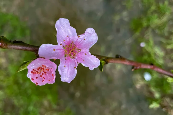 Primavera Está Llegando Las Ramas Los Árboles Están Llenas Flores — Foto de Stock