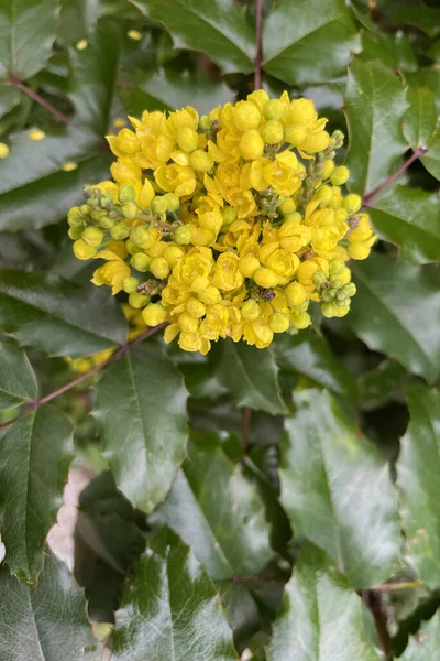 Mahonia Aquifolium Uma Bela Planta Durante Todo Ano Mahonia Aquifolium — Fotografia de Stock