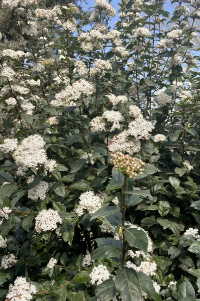 Viburnum pragense is a beautiful shrub with green leaves and white flowers.
