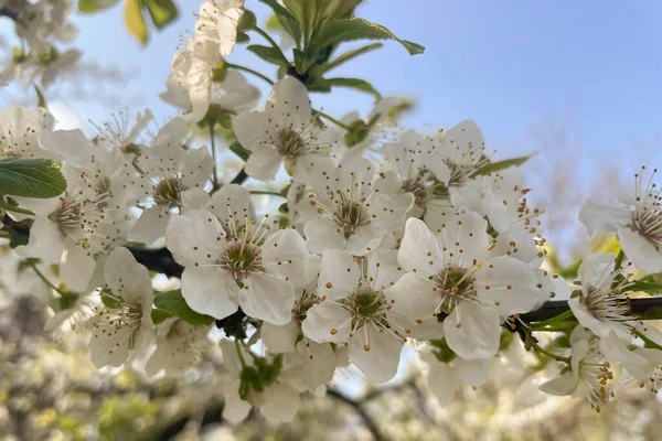 春が来ており 木の枝には花が咲いています — ストック写真