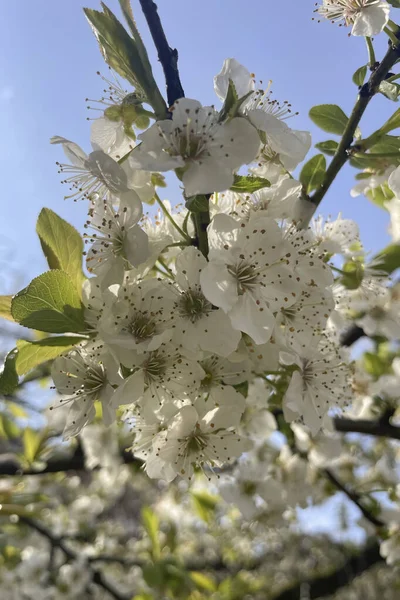 Primavera Está Chegando Galhos Das Árvores Estão Cheios Flores Florescentes — Fotografia de Stock