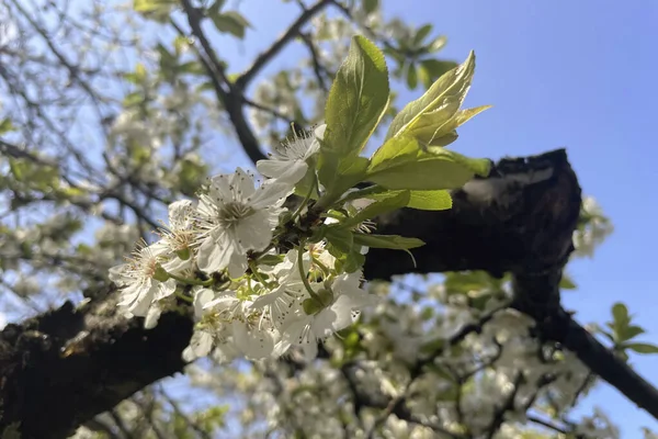 Έρχεται Άνοιξη Και Κλαδιά Των Δέντρων Γεμίζουν Ανθισμένα Λουλούδια — Φωτογραφία Αρχείου