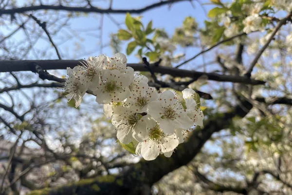 Έρχεται Άνοιξη Και Κλαδιά Των Δέντρων Γεμίζουν Ανθισμένα Λουλούδια — Φωτογραφία Αρχείου