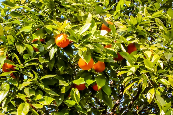 晴れた日に背景に熟した果物や青空とオレンジの木 — ストック写真