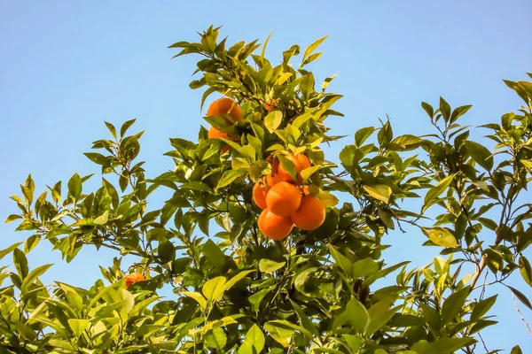 晴れた日に背景に熟した果物や青空とオレンジの木 — ストック写真