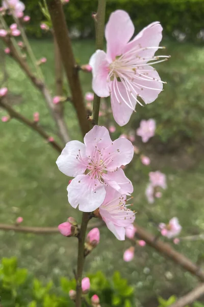 ネクタリンの木と春の花を自然に咲かせ — ストック写真