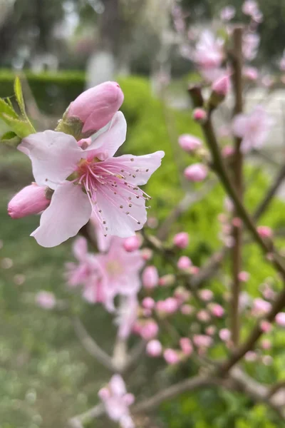 Nectarina Flores Florecientes Primavera Naturaleza —  Fotos de Stock