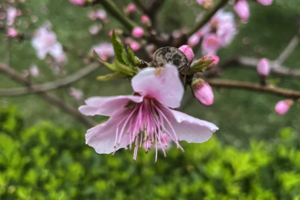Nektarinträd Och Vårblommande Blommor Naturen — Stockfoto