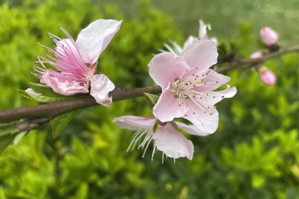 Nectarinier Fleurs Florissantes Printanières Dans Nature — Photo