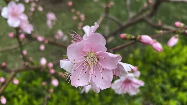 Nektarinky Jarní Kvetoucí Květiny Přírodě — Stock fotografie