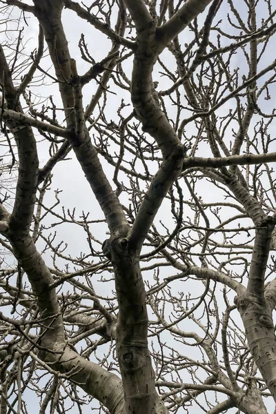 겨울에는 잎사귀없는 무화과나무와 가지들 — 스톡 사진