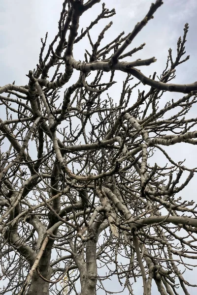 Yapraksız Incir Ağacı Kışın Dalları — Stok fotoğraf