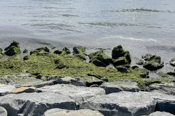 Klify Nad Morzem Zielone Algi Wyrzucone Brzeg Zanieczyszczenie Morza — Zdjęcie stockowe