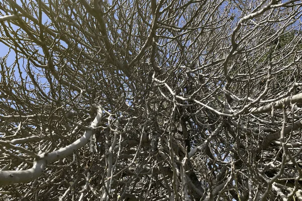 Drzewo Figowe Bez Liści Gałęzie Zimie — Zdjęcie stockowe