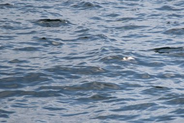 arka plan için deniz yüzeyi ve dalgalar