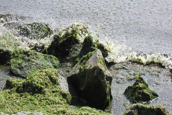Скелі Біля Моря Зелені Водорості Промиті Березі Забруднення Моря — стокове фото
