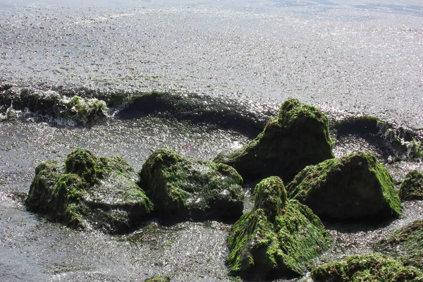 stock image cliffs by the sea. green algae washed ashore. sea pollution.