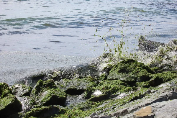 Скелі Біля Моря Зелені Водорості Промиті Березі Забруднення Моря — стокове фото