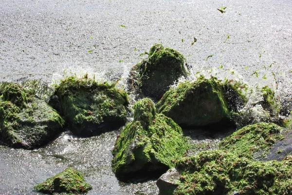 Sziklák Tengernél Zöld Algát Mostak Partra Tengerszennyezés — Stock Fotó