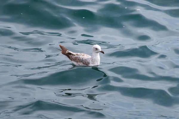 Seagull Drijvend Zee — Stockfoto