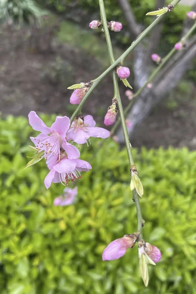 油桃树和春天在自然界盛开的花朵 — 图库照片