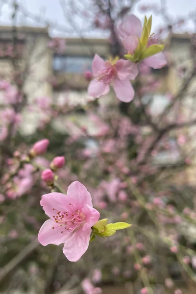 Nektarinenbaum Und Frühlingsblüher Der Natur — Stockfoto