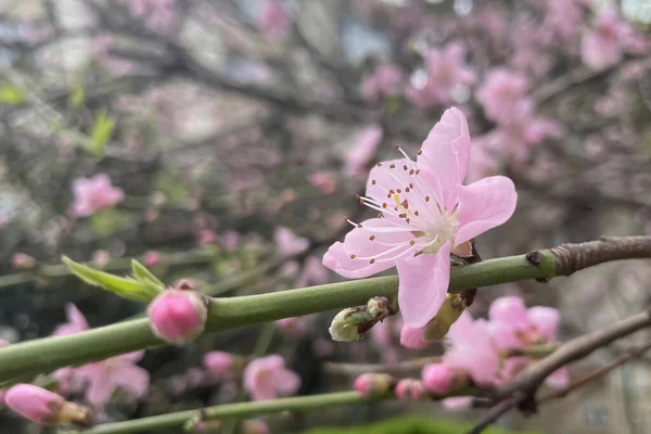 Nectarine Tree Spring Blooming Flowers Nature — Stock Photo, Image