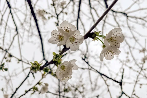 Вишневий Цвіт Навесні Крупним Планом Білі Квіти Дереві — стоковий вектор