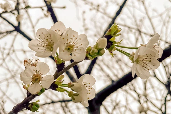 春桜の花木の上の白い花の終わり — ストックベクタ