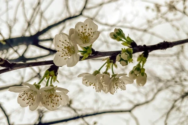 Άνθη Κερασιάς Την Άνοιξη Κλείστε Λευκά Λουλούδια Στο Δέντρο — Διανυσματικό Αρχείο