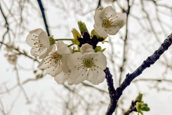 Flor Cereja Primavera Perto Flores Brancas Árvore — Vetor de Stock