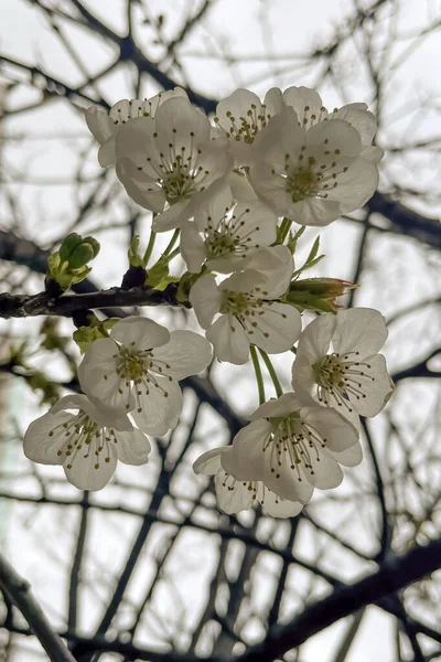 Lkbaharda Kiraz Çiçeği Ağaçtaki Beyaz Çiçeklere Yakın — Stok Vektör