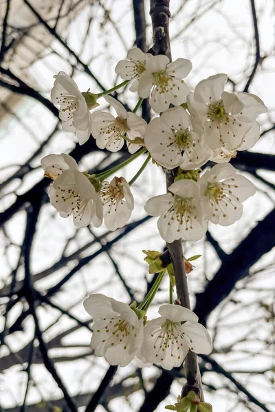 Цветок Сакуры Весной Закрытие Белых Цветов Дереве — стоковый вектор