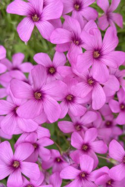 Oxalis triangularis, Oxalidaceae familyasından bir bitki türü..