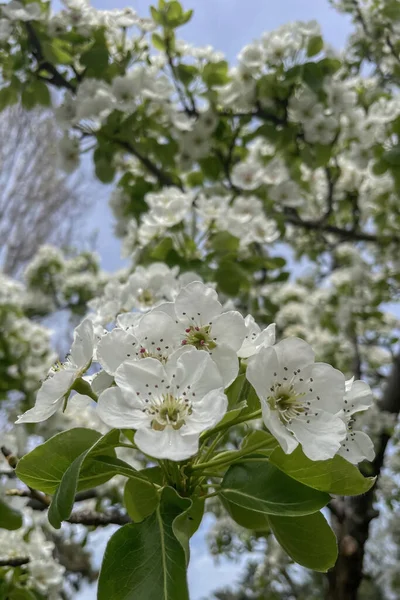 Pyrus Elaeagrifolia Uma Espécie Planta Com Flor Pertencente Família Rosaceae — Fotografia de Stock
