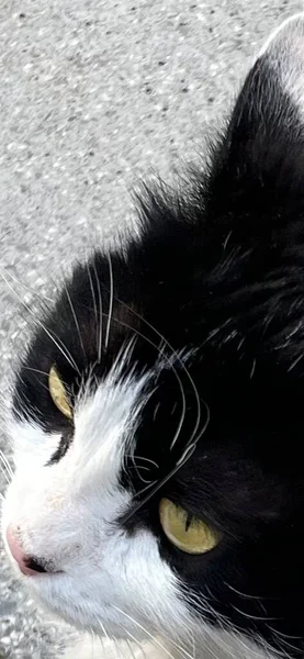 Gato Blanco Negro Con Ojos Amarillos Ilustración Vectorial — Vector de stock