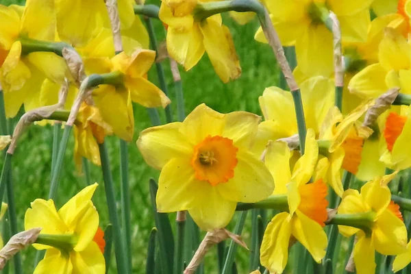 Flor Narciso Anunciando Chegada Primavera Símbolo Beleza Refresco Chama Atenção — Fotografia de Stock